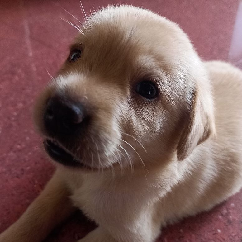 an image of my dog Sumo when he was a month old.